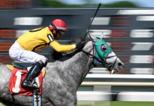 Tampa Bay Downs Horse Racing Picks and Predictions for Wednesday, November 19 Tampa Downs, horse racing