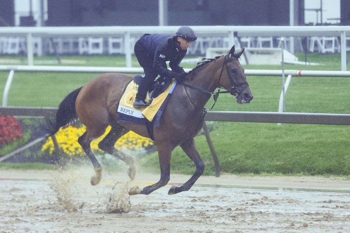 black-eyed susan stakes odds and predictions