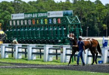 Horse Racing Picks Today at Tampa Bay Downs for Wednesday, January 28 tampa bay downs horse racing picks january 28