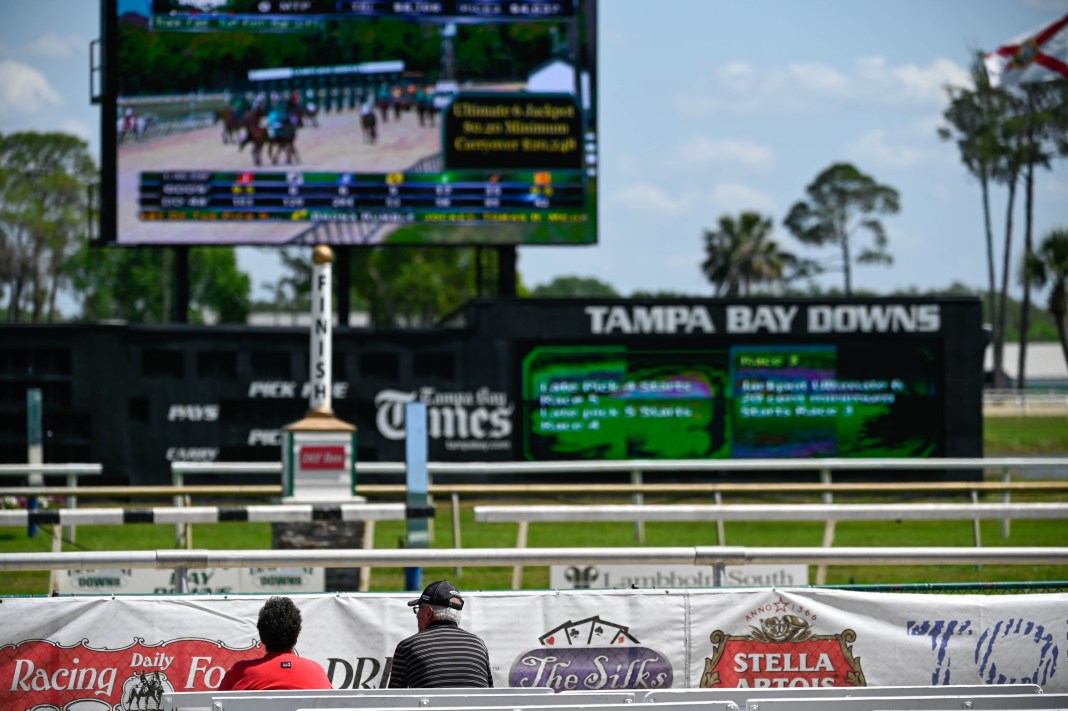 tampa bay downs drf picks
