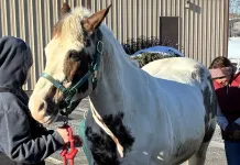 Throw Out The Kentucky Derby Favorite? Renegade